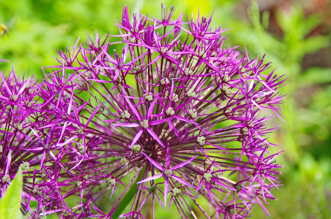garlic purple flower spring free photo