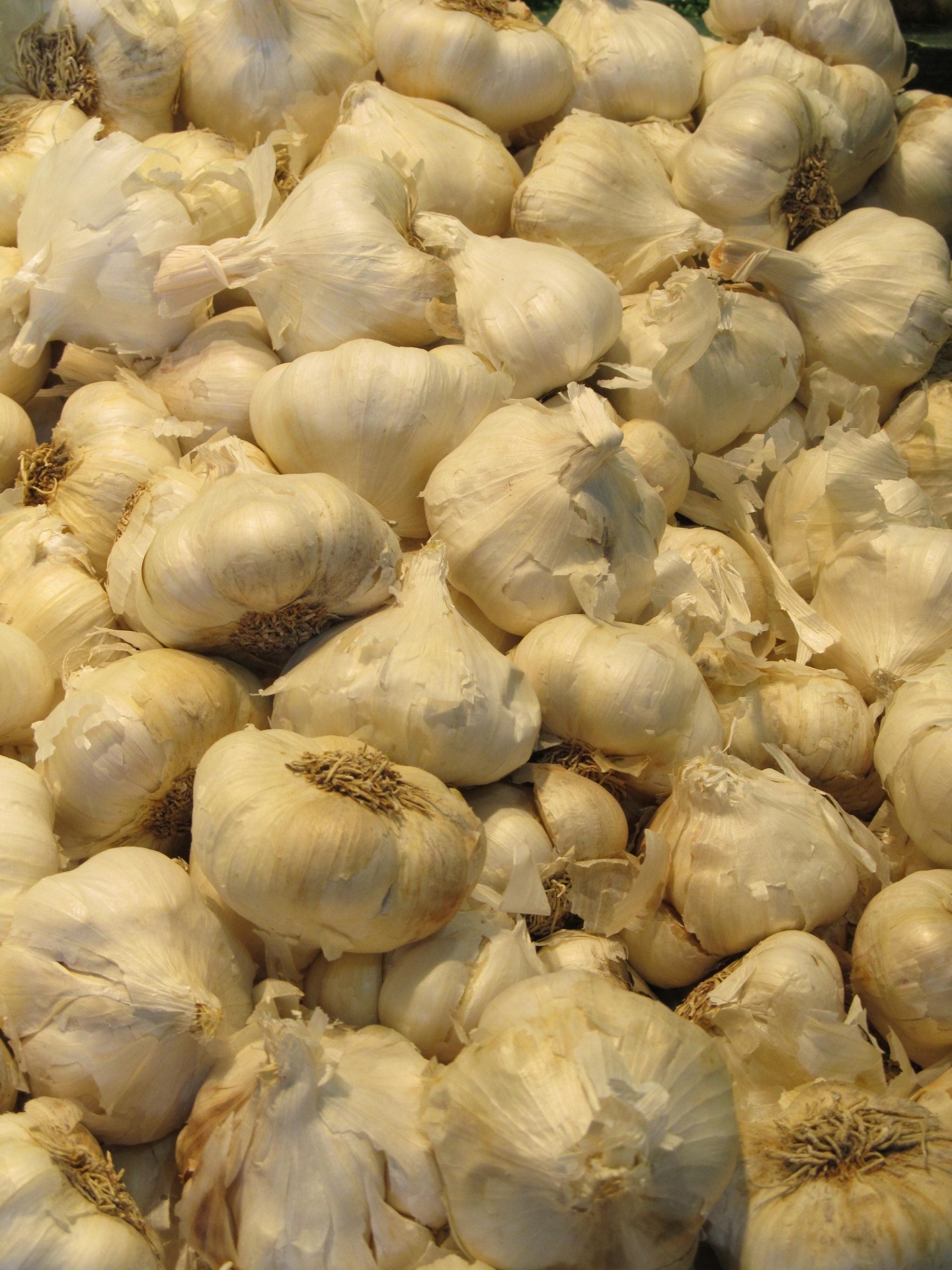 garlic clove fresh free photo