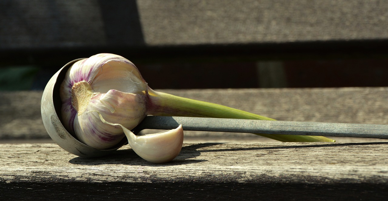 garlic tuber fresh garlic free photo