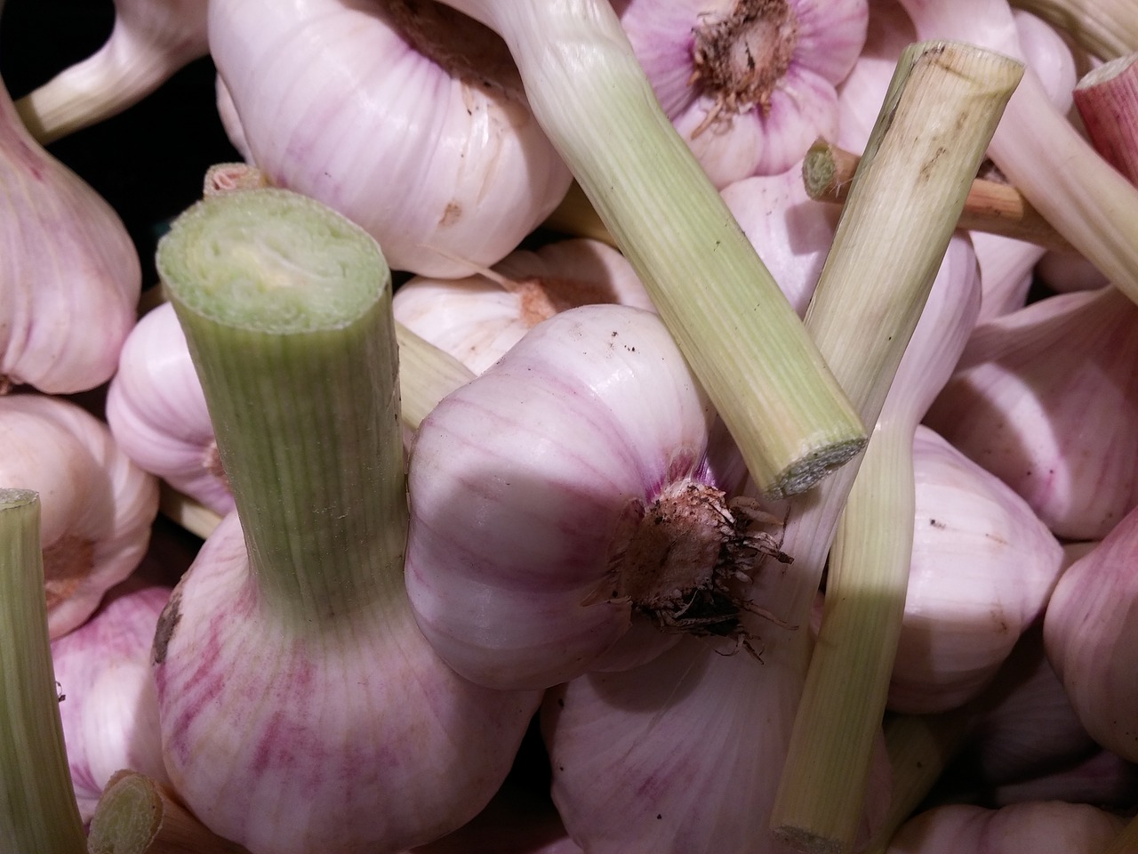 garlic tuber frisch free photo
