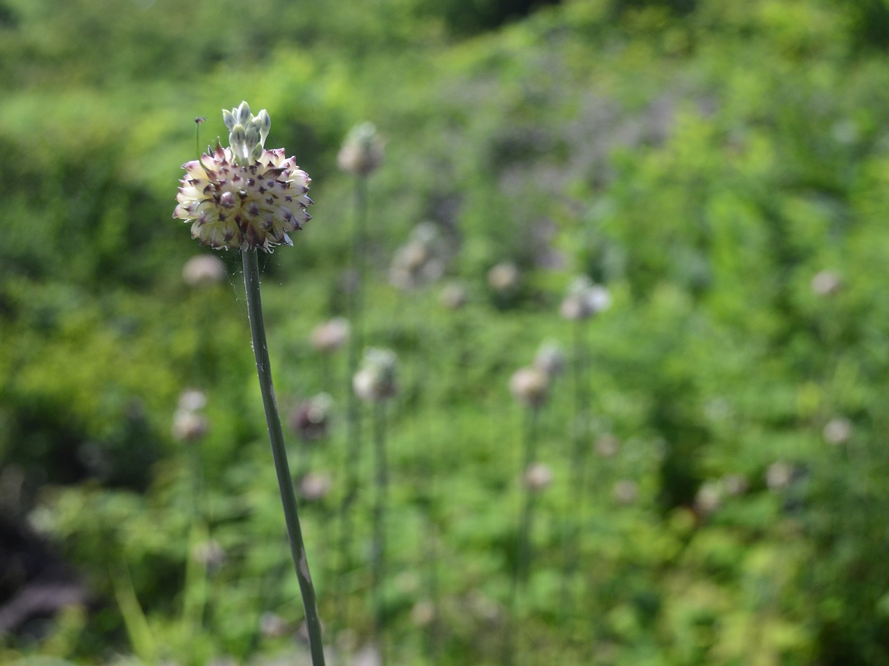 garlic wild garlic wild food free photo