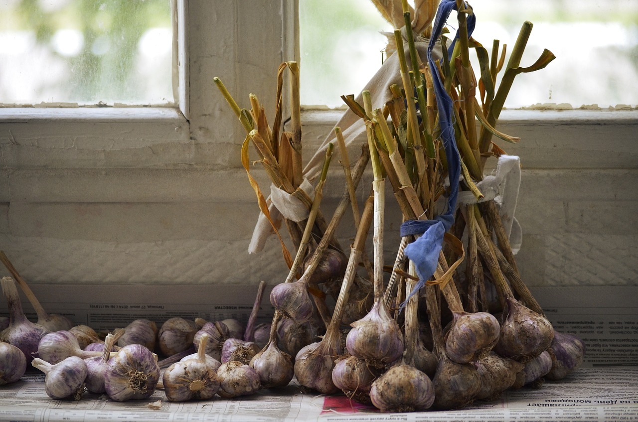 garlic comfort harvest free photo