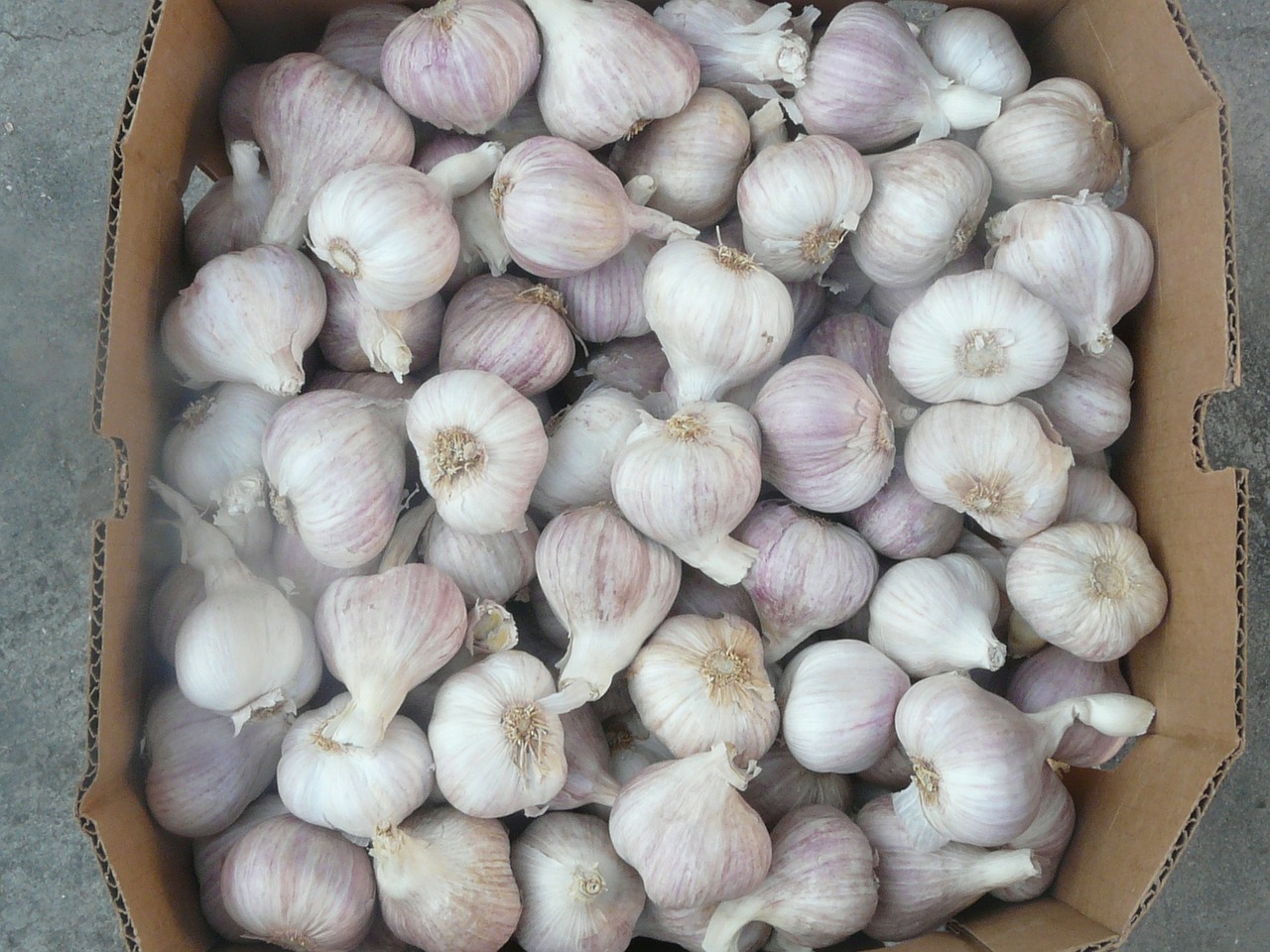 garlic healthy spice free photo