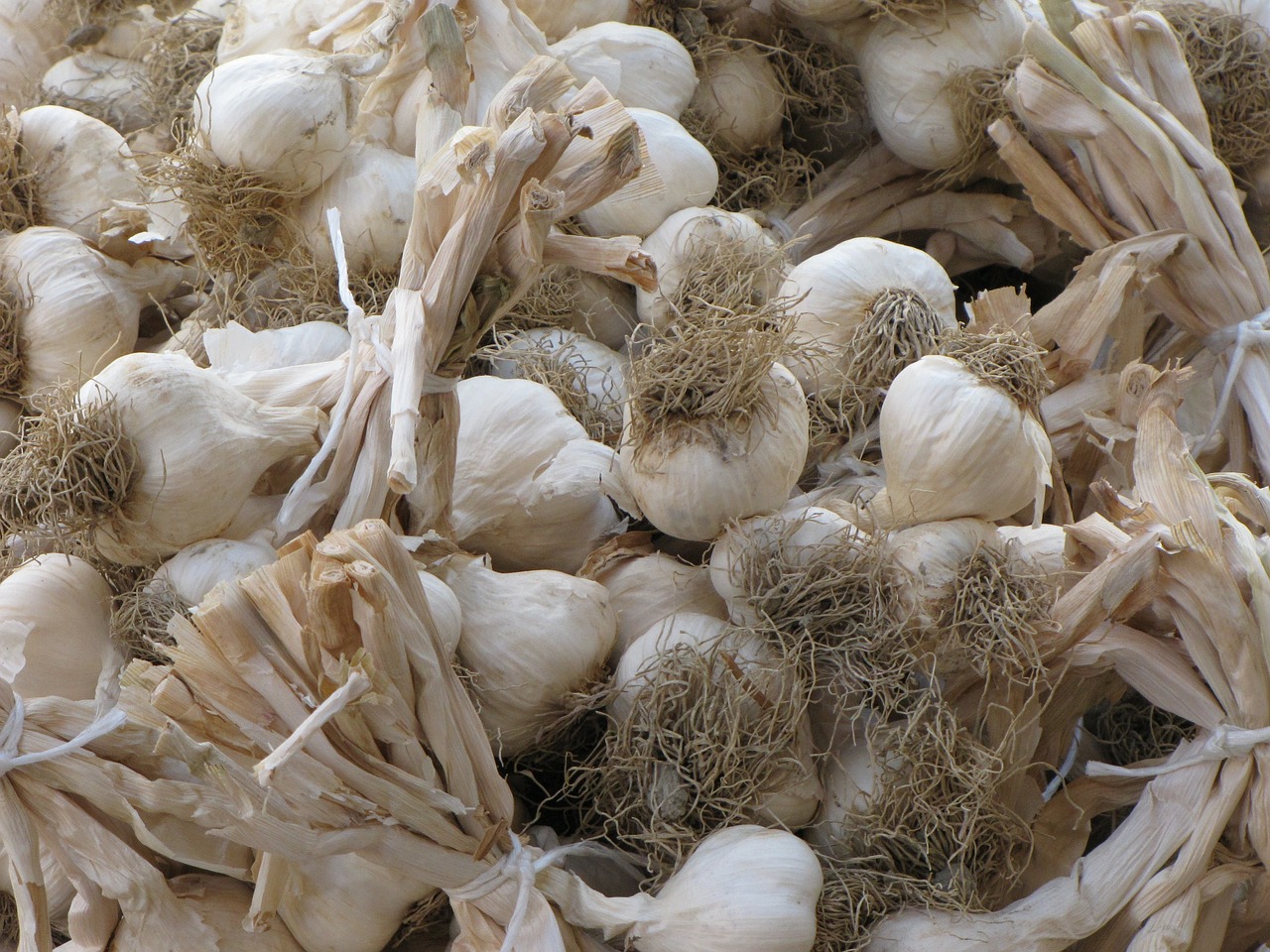 garlic food aromatic free photo