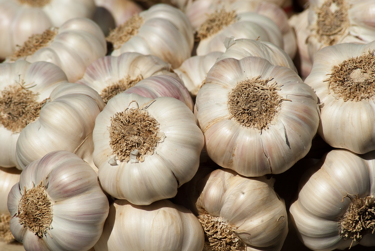 garlic vegetable garden garden free photo