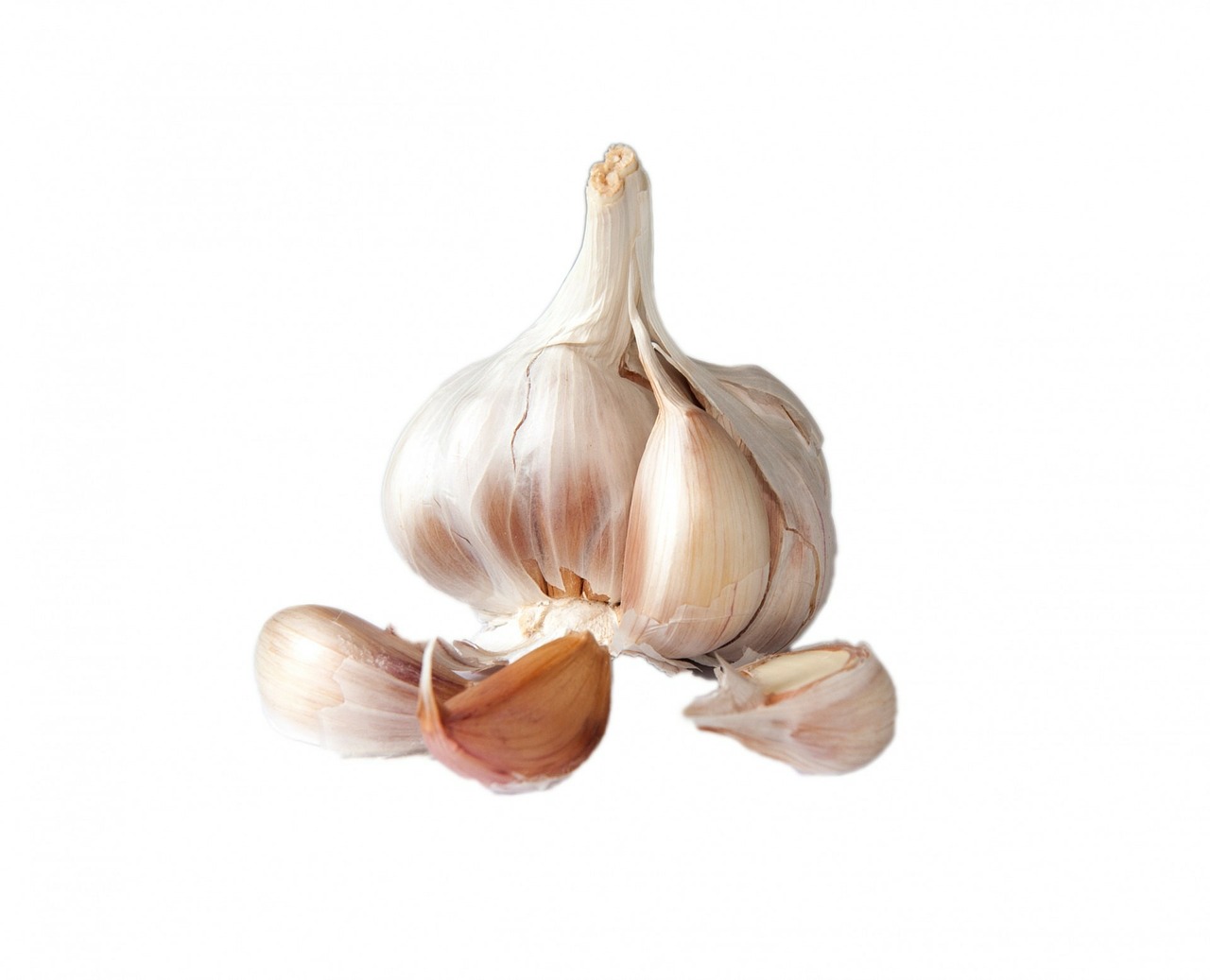 garlic bulb clove free photo
