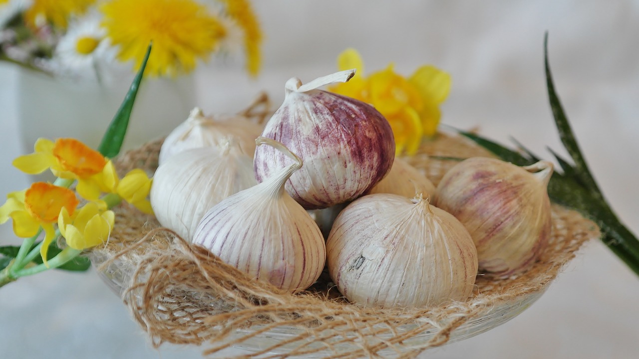 garlic chinese garlic allium sativum free photo