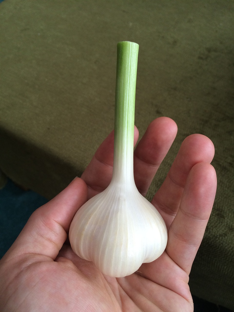 garlic bulb fresh free photo