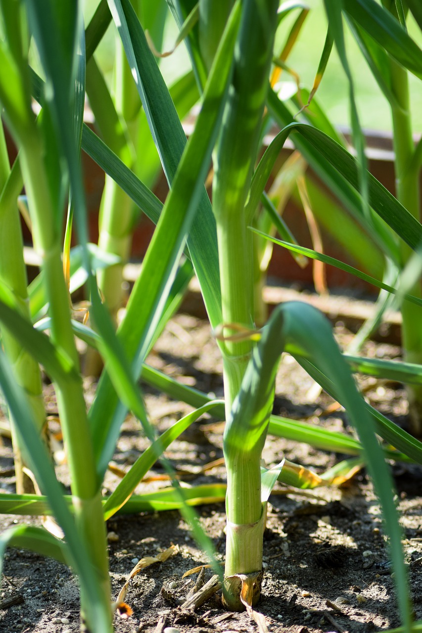 garlic garlic plant plant free photo
