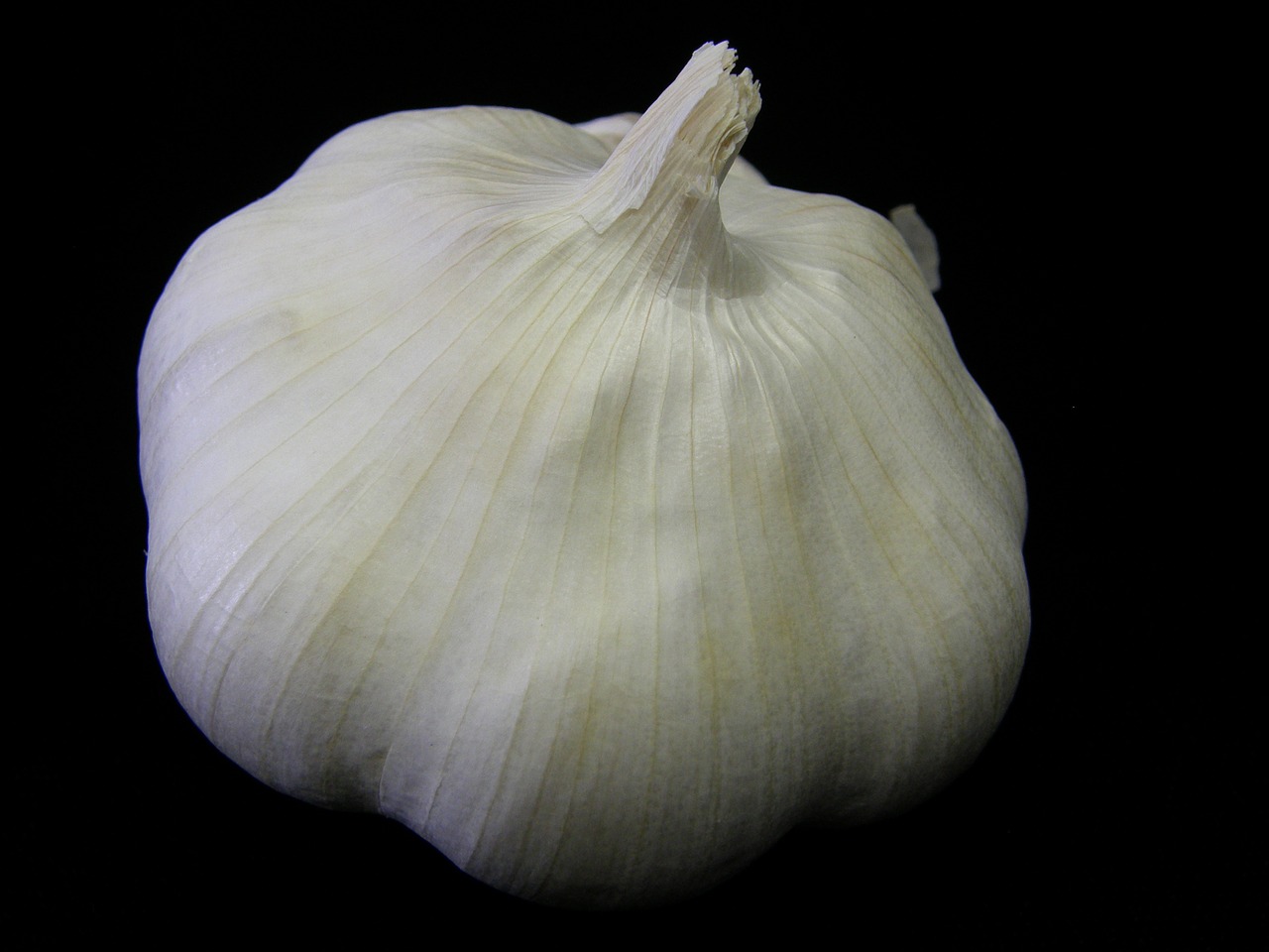 garlic plant bulb free photo