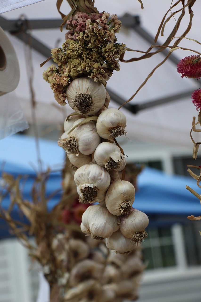 garlic garlic head food free photo