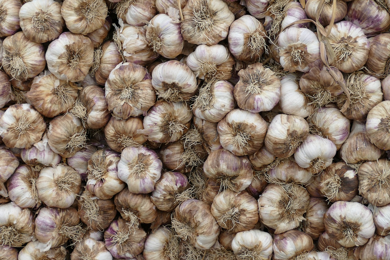 garlic bol plant free photo