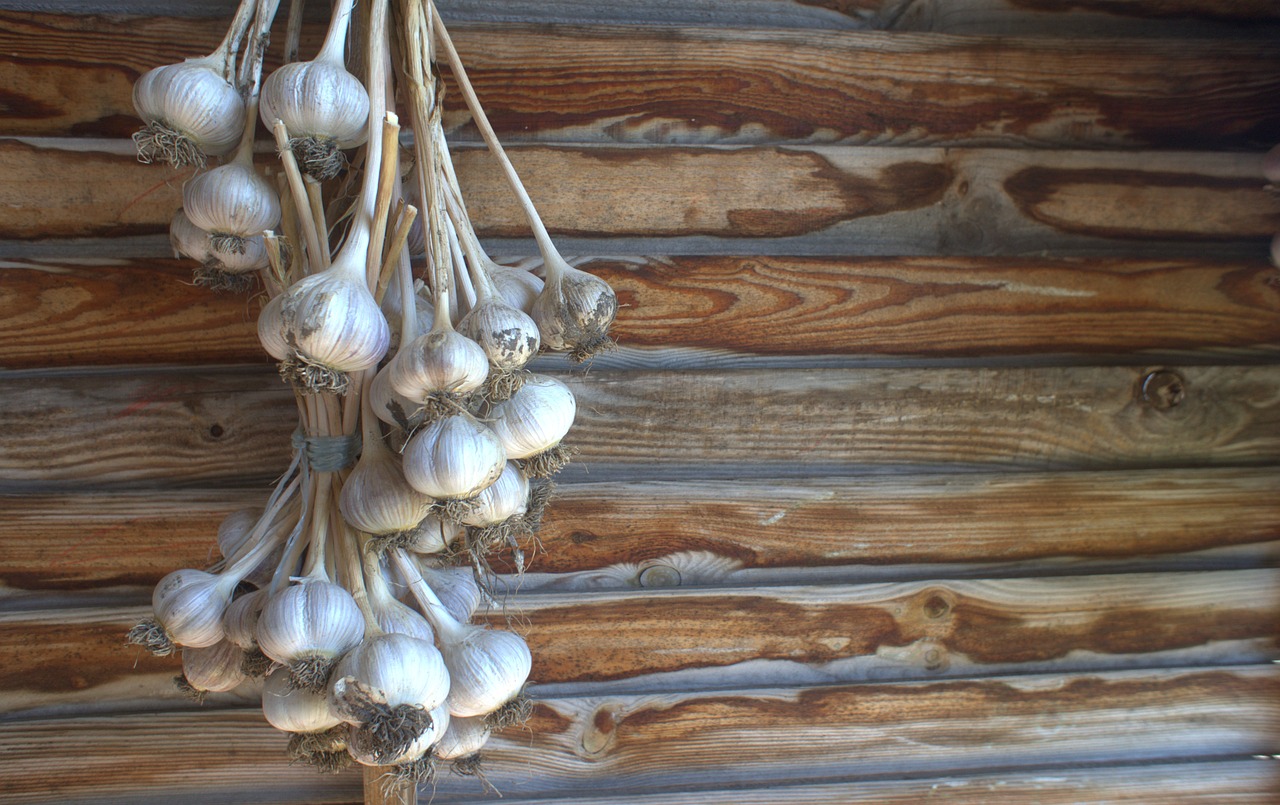garlic wall background free photo