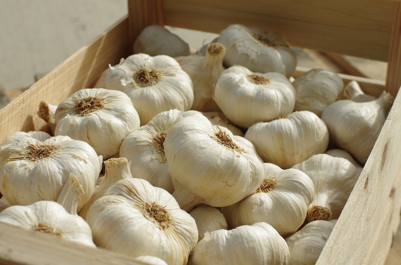 garlic garlic white food free photo