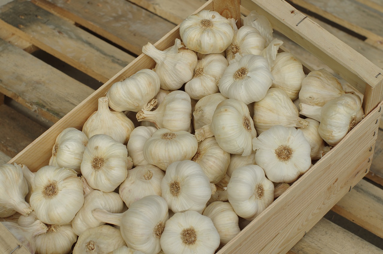 garlic garlic white wallpaper free photo