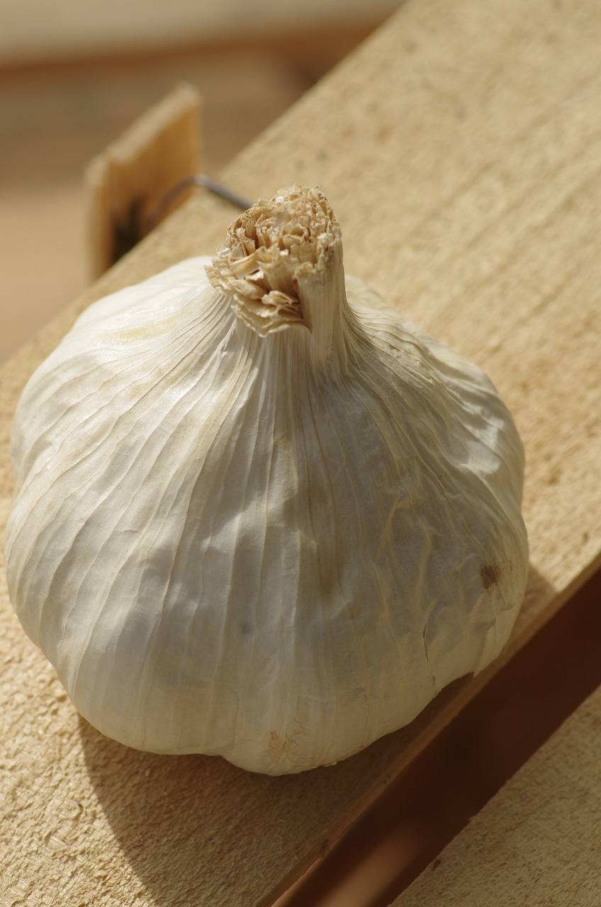 garlic garlic white food free photo