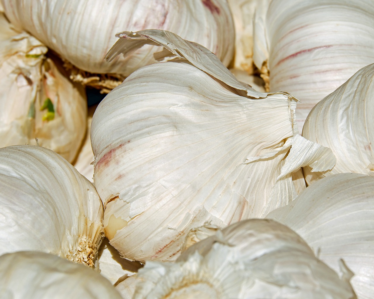 garlic tubers bio free photo