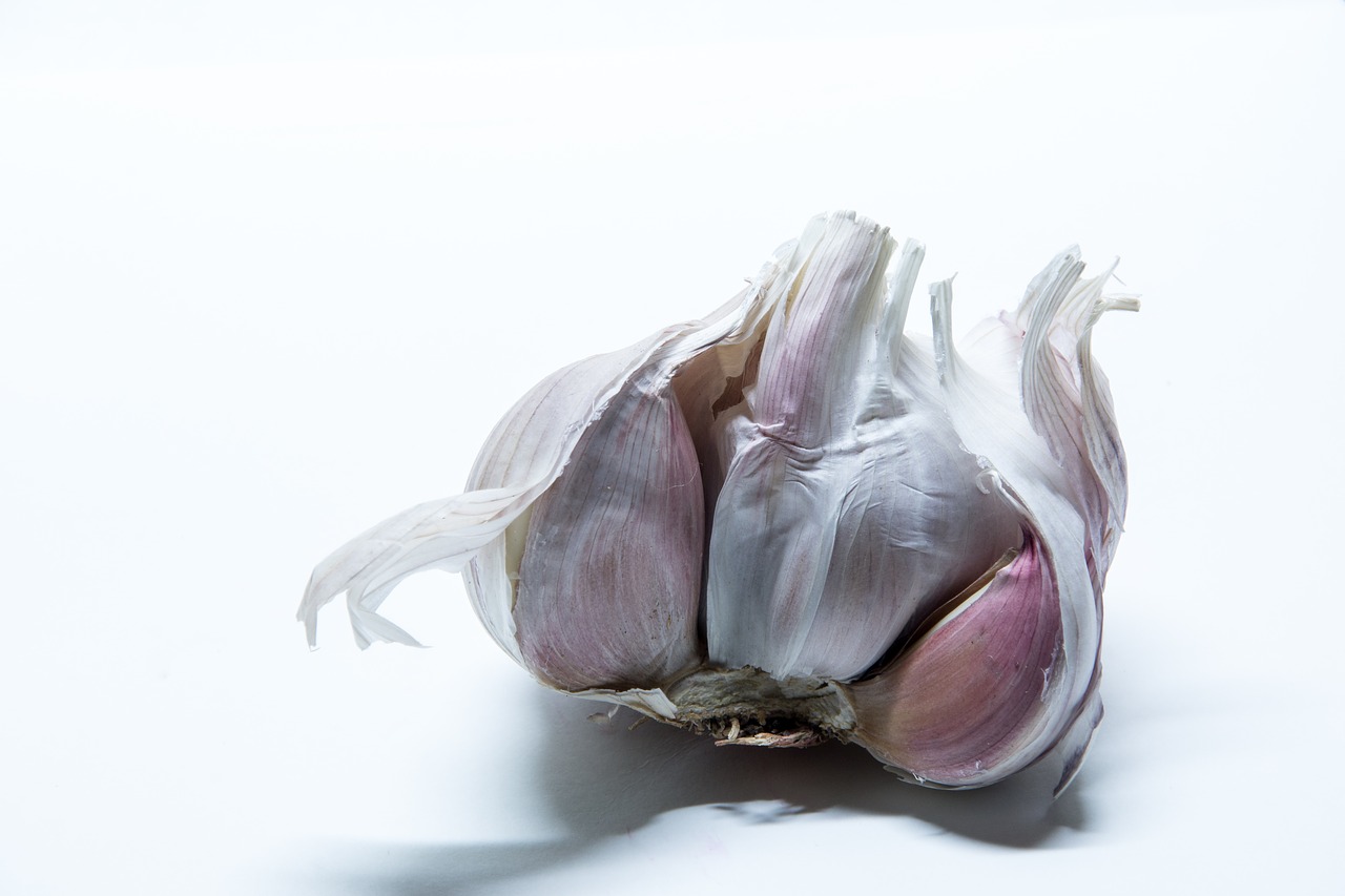 garlic  tuber  medicinal plant free photo