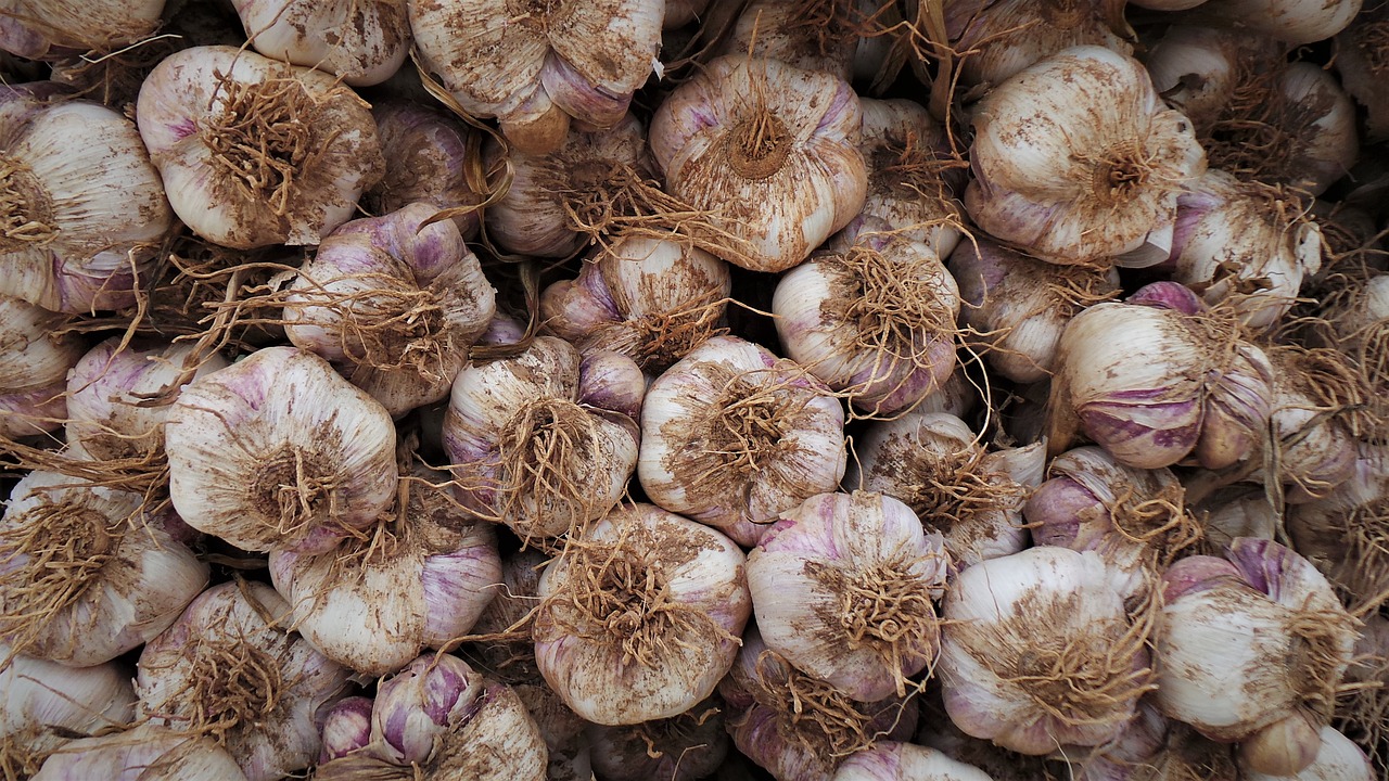 garlic  health  harvest free photo