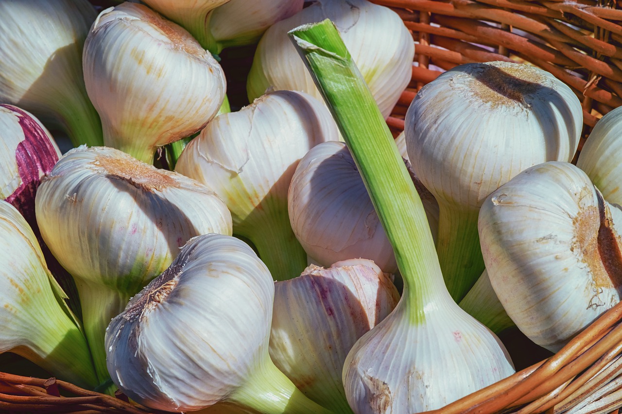 garlic  fresh  herb free photo