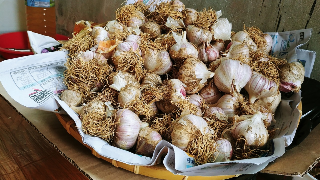 garlic  through garlic  harvest free photo