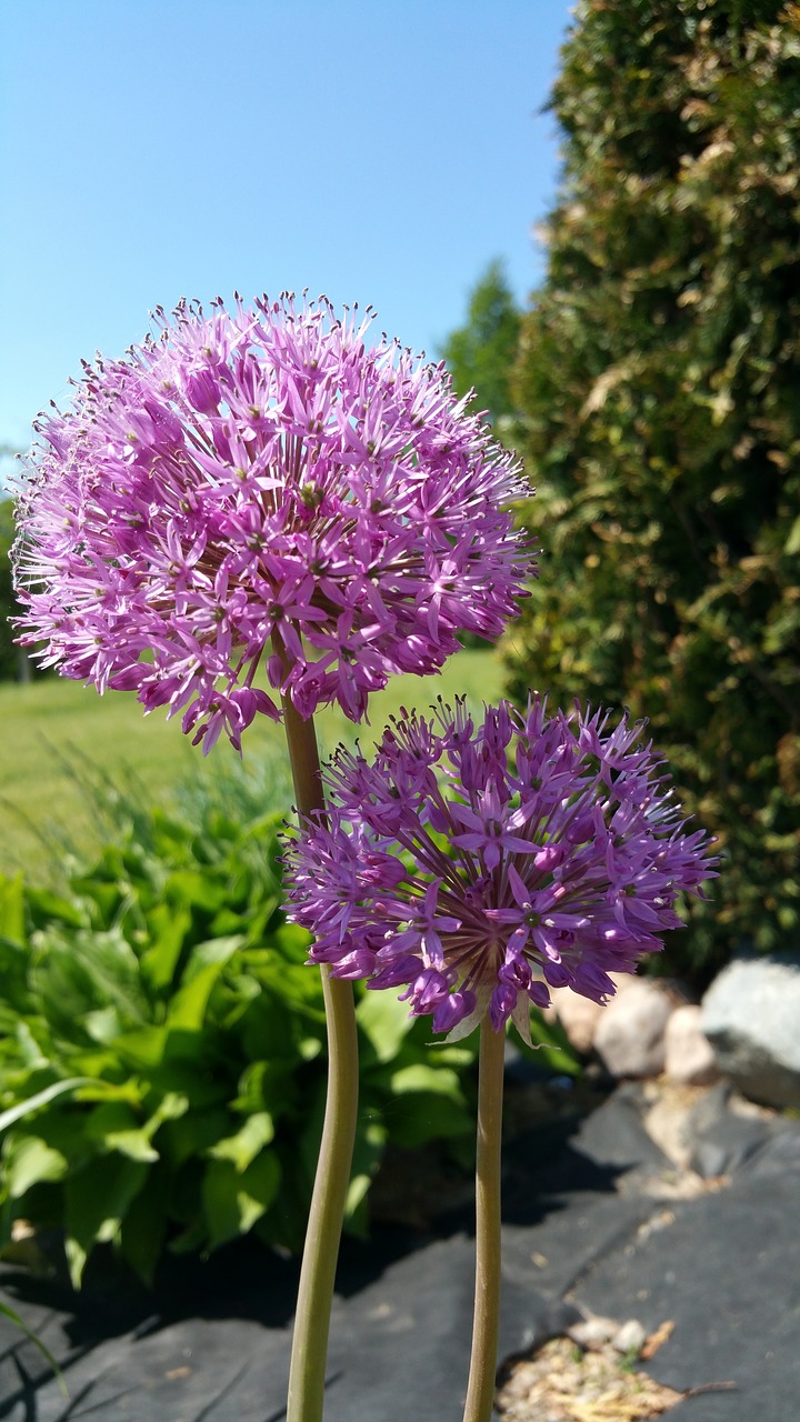 garlic  flower  spring free photo