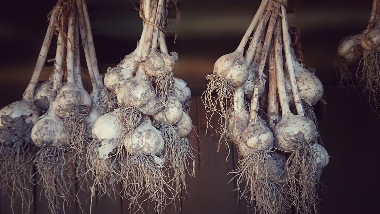 garlic  harvest  clay free photo