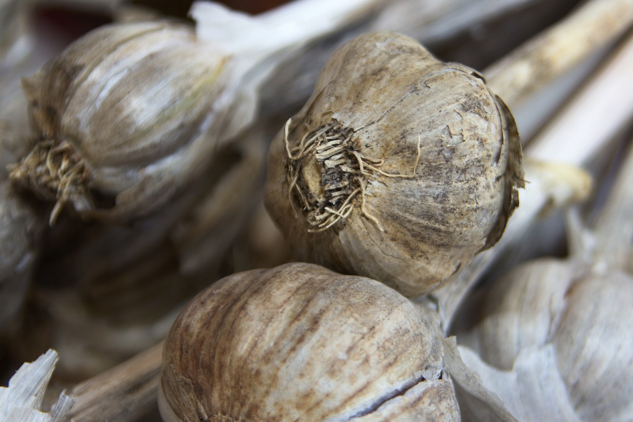 garlic  food  fresh free photo