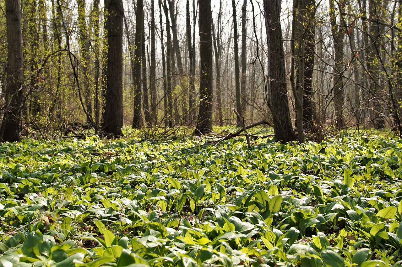 garlic  bear  the floodplain free photo