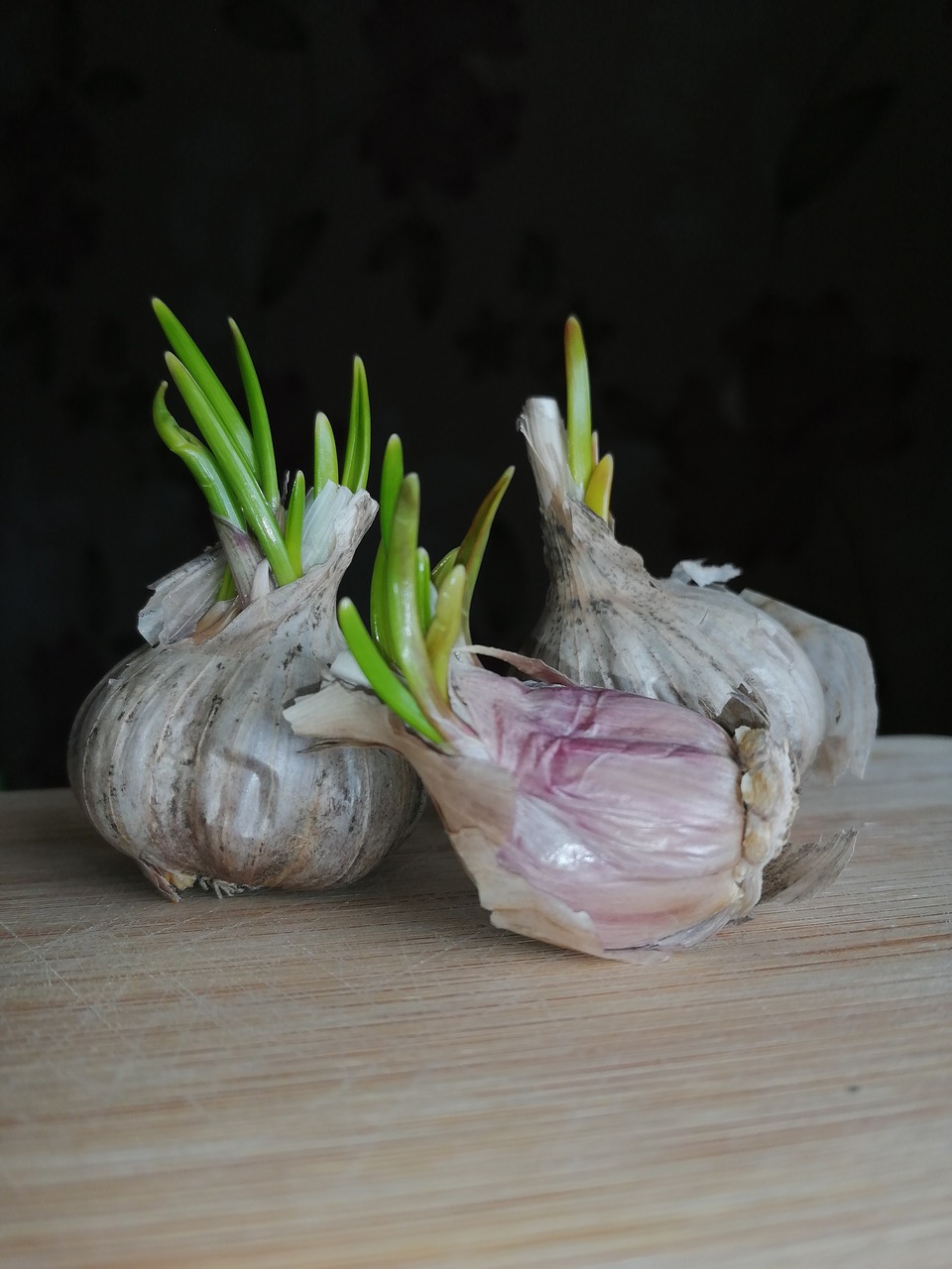 garlic  eating  spring free photo