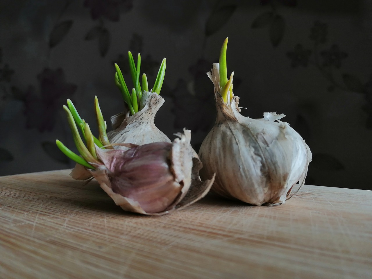 garlic  eating  spring free photo