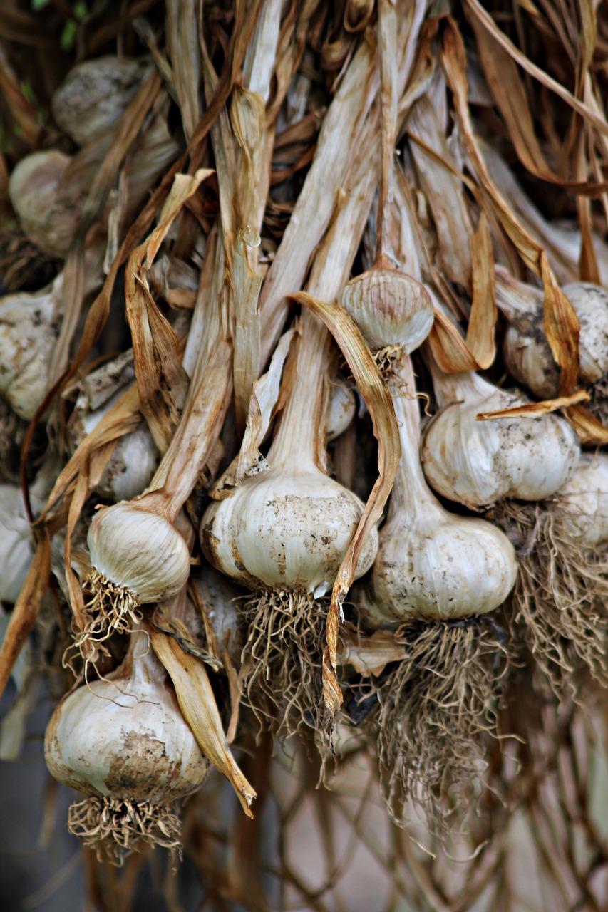 garlic  food  gourmet free photo