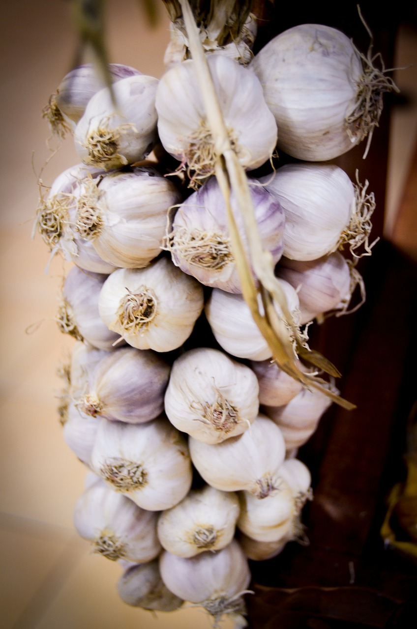garlic natural antibiotic free photo