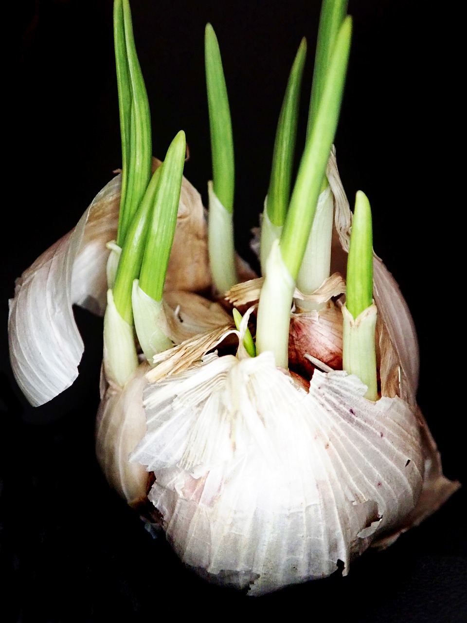garlic  sprouting  food free photo