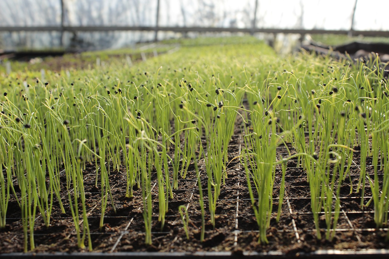 garlic  garden  growing free photo