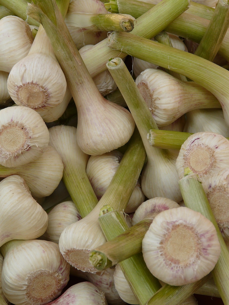 garlic sharp aromatic free photo