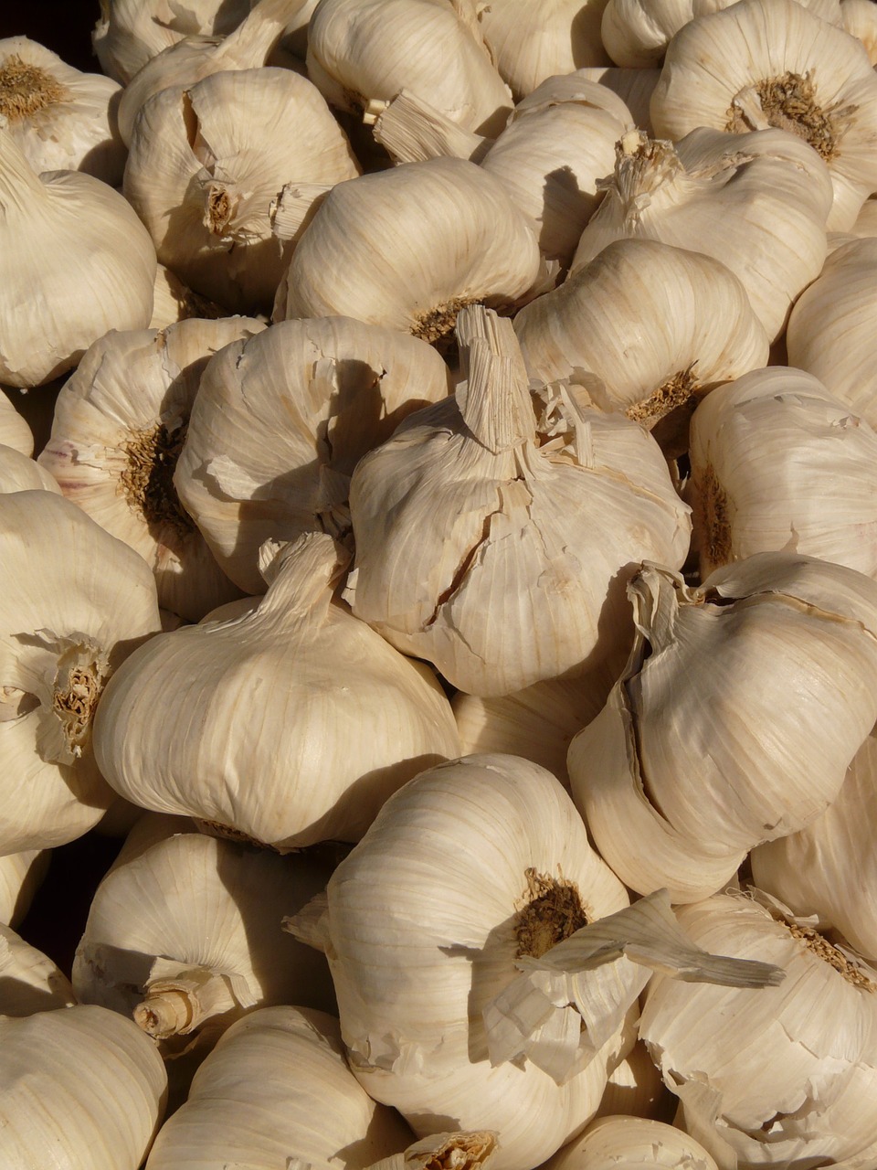 garlic sharp aromatic free photo