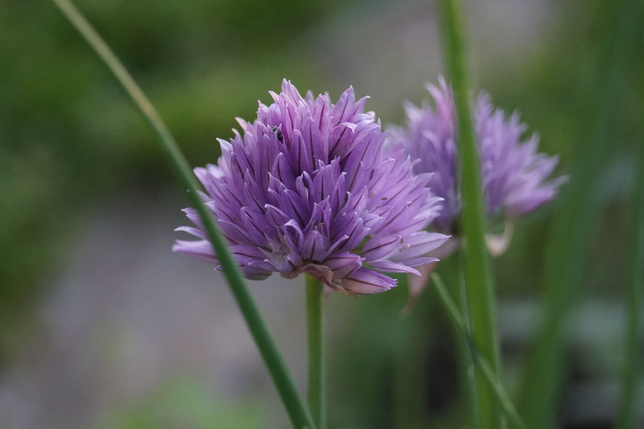 garlic plant nature free photo