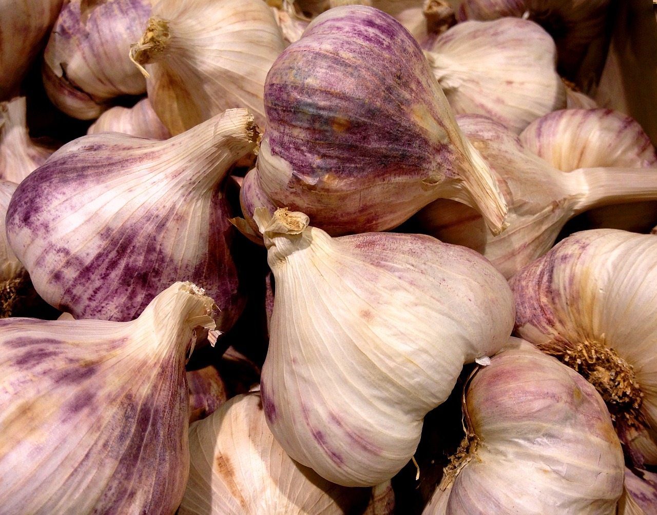 garlic violet head of garlic free photo