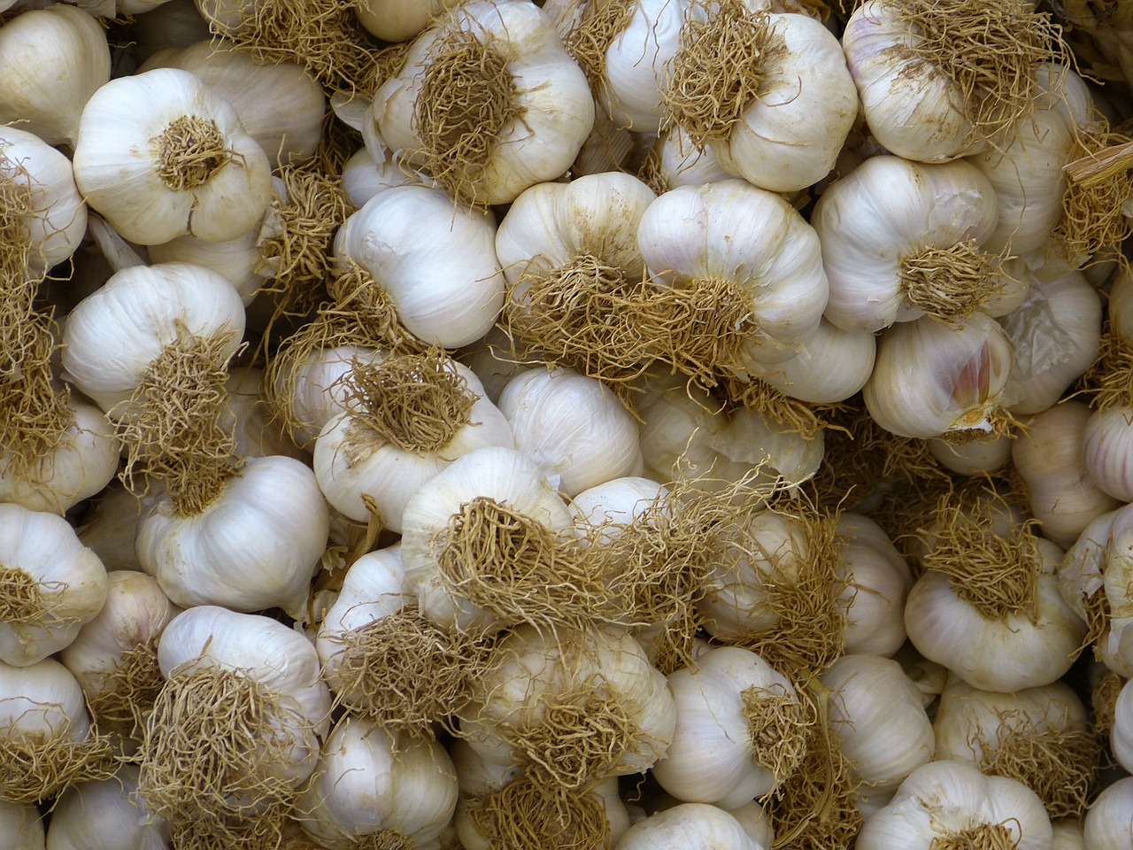 garlic white food free photo