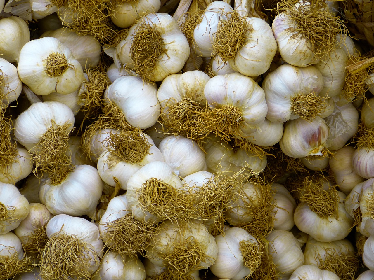 garlic white food free photo