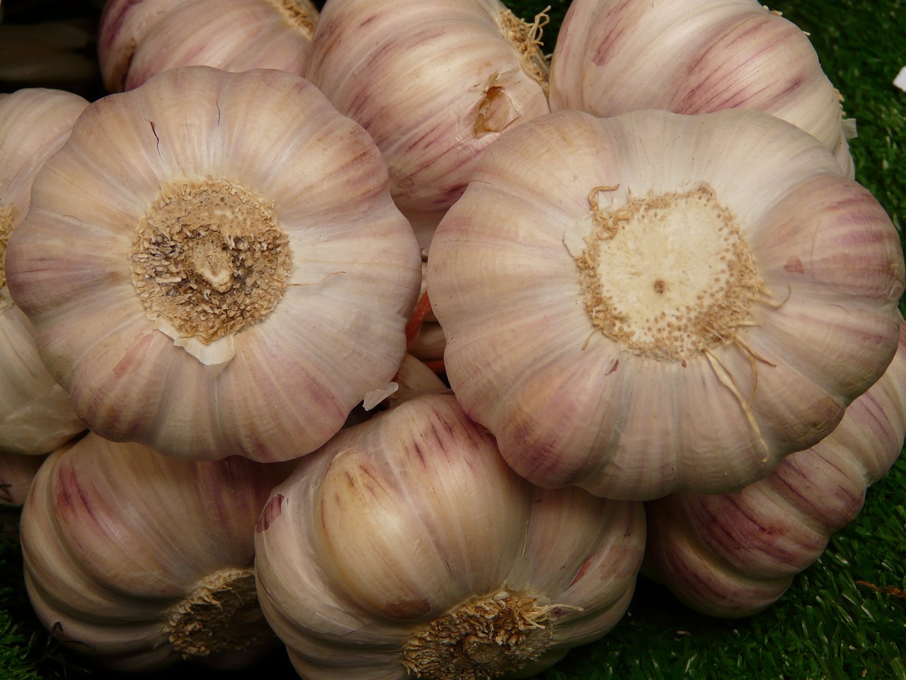 garlic tuber substantial free photo