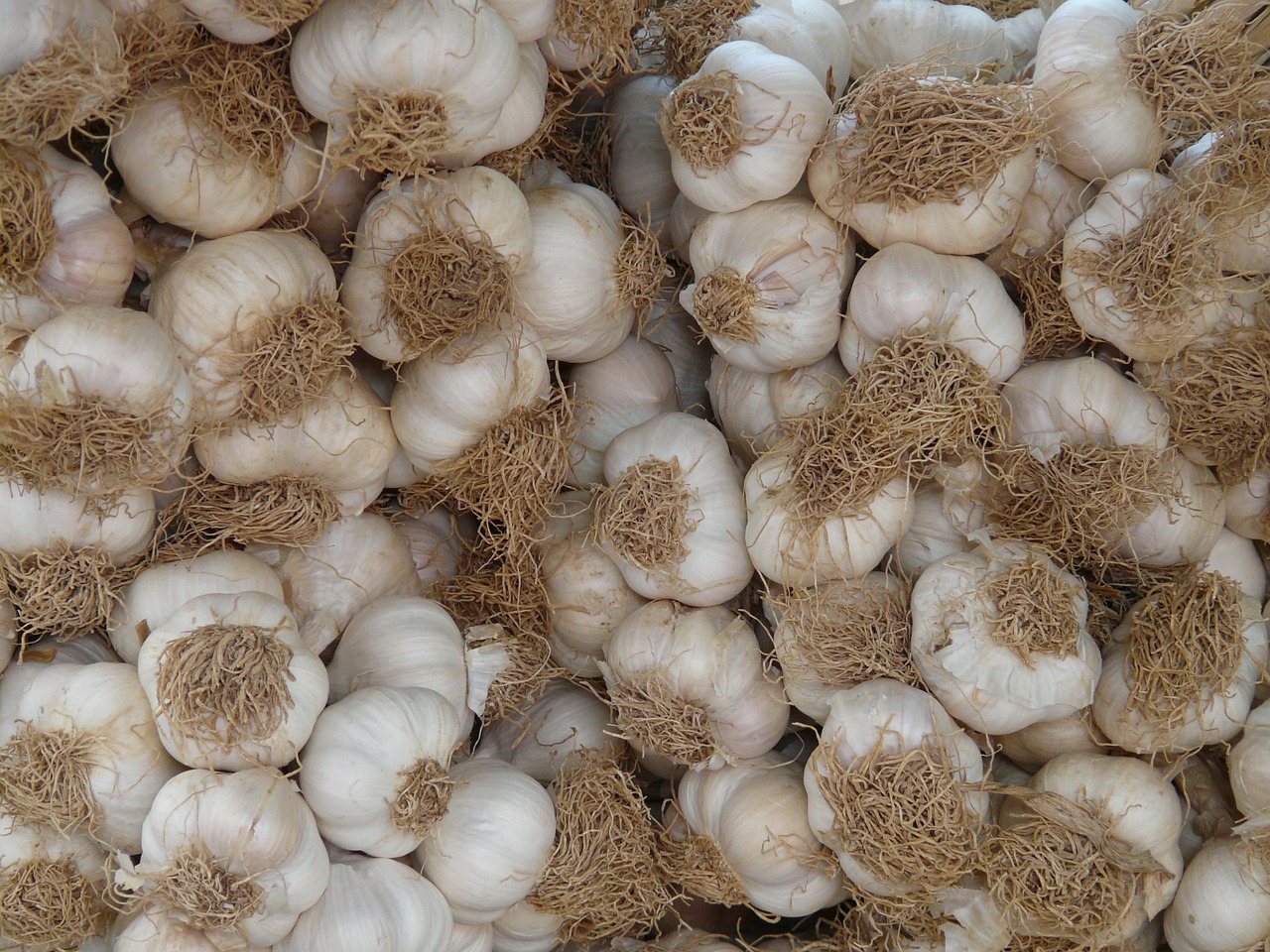 garlic tubers heads of garlic free photo