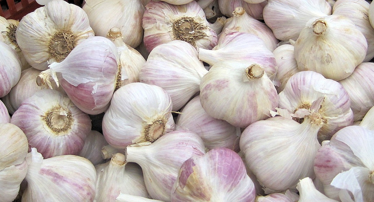 garlic vegetable festival free photo