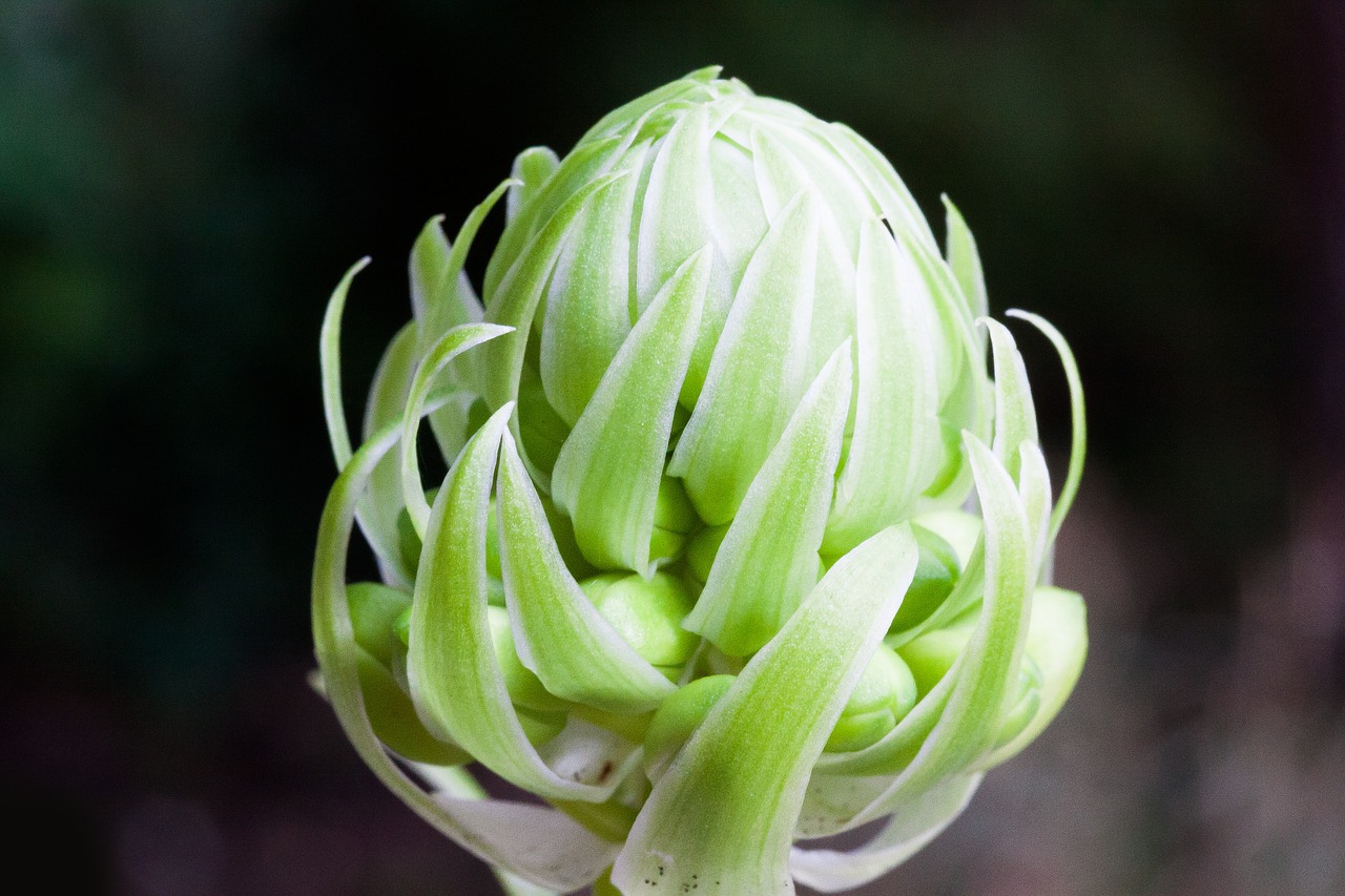 garlic blossom bloom free photo