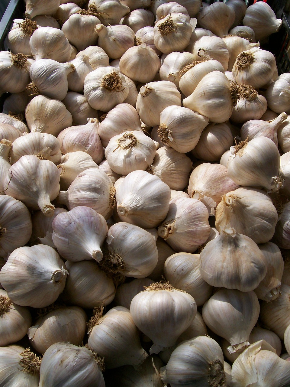 garlic basket farmer's market fresh free photo