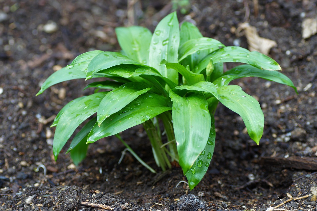 garlic bearish foliage herb free photo