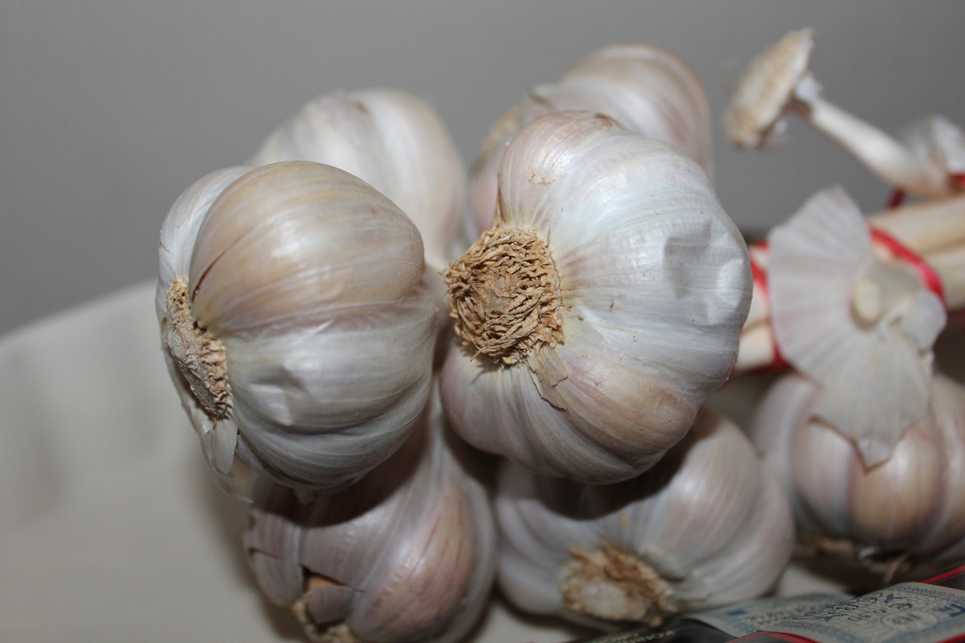 macro garlic garlic close up free photo