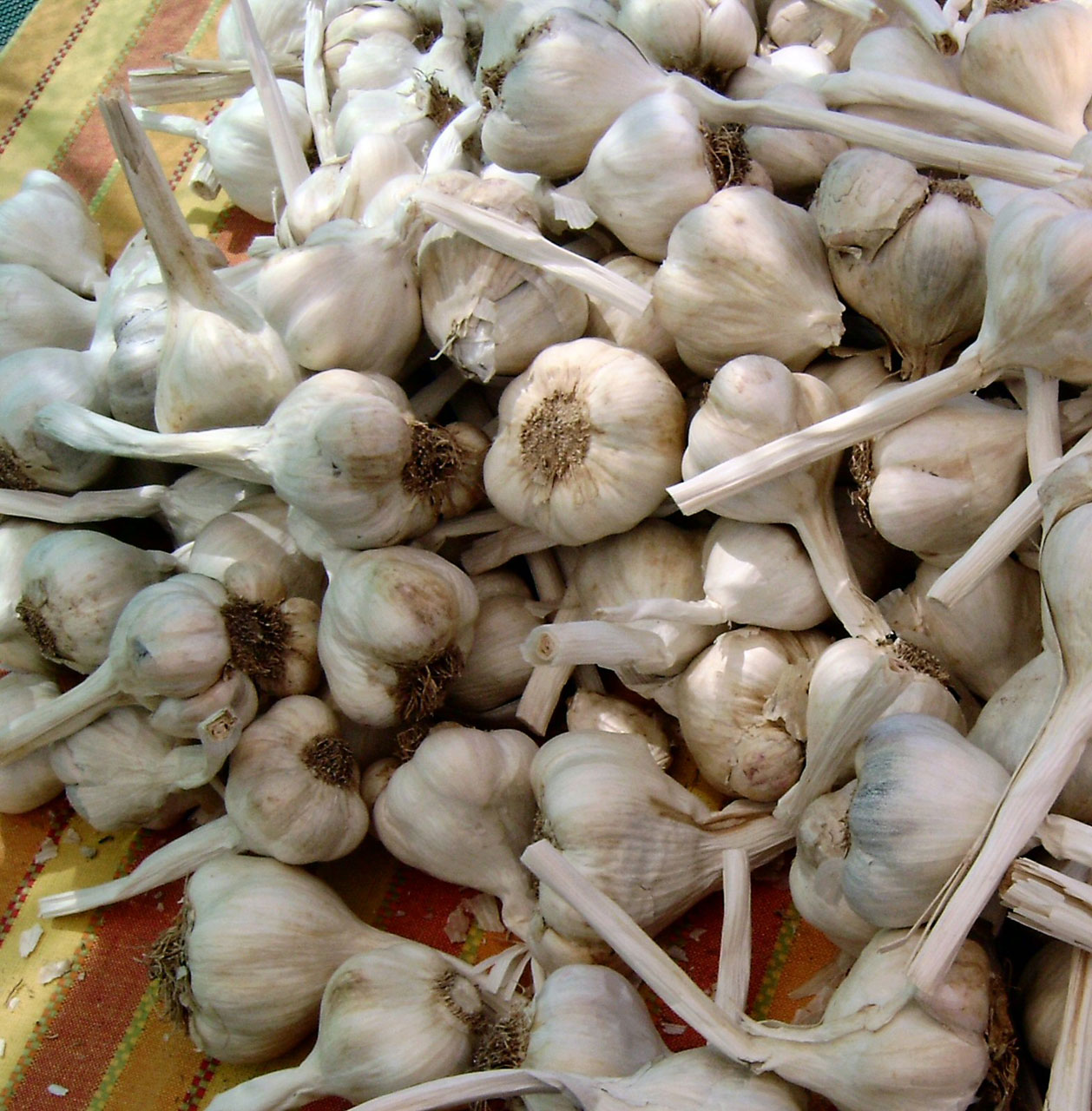 garlic garlic cloves free pictures free photo