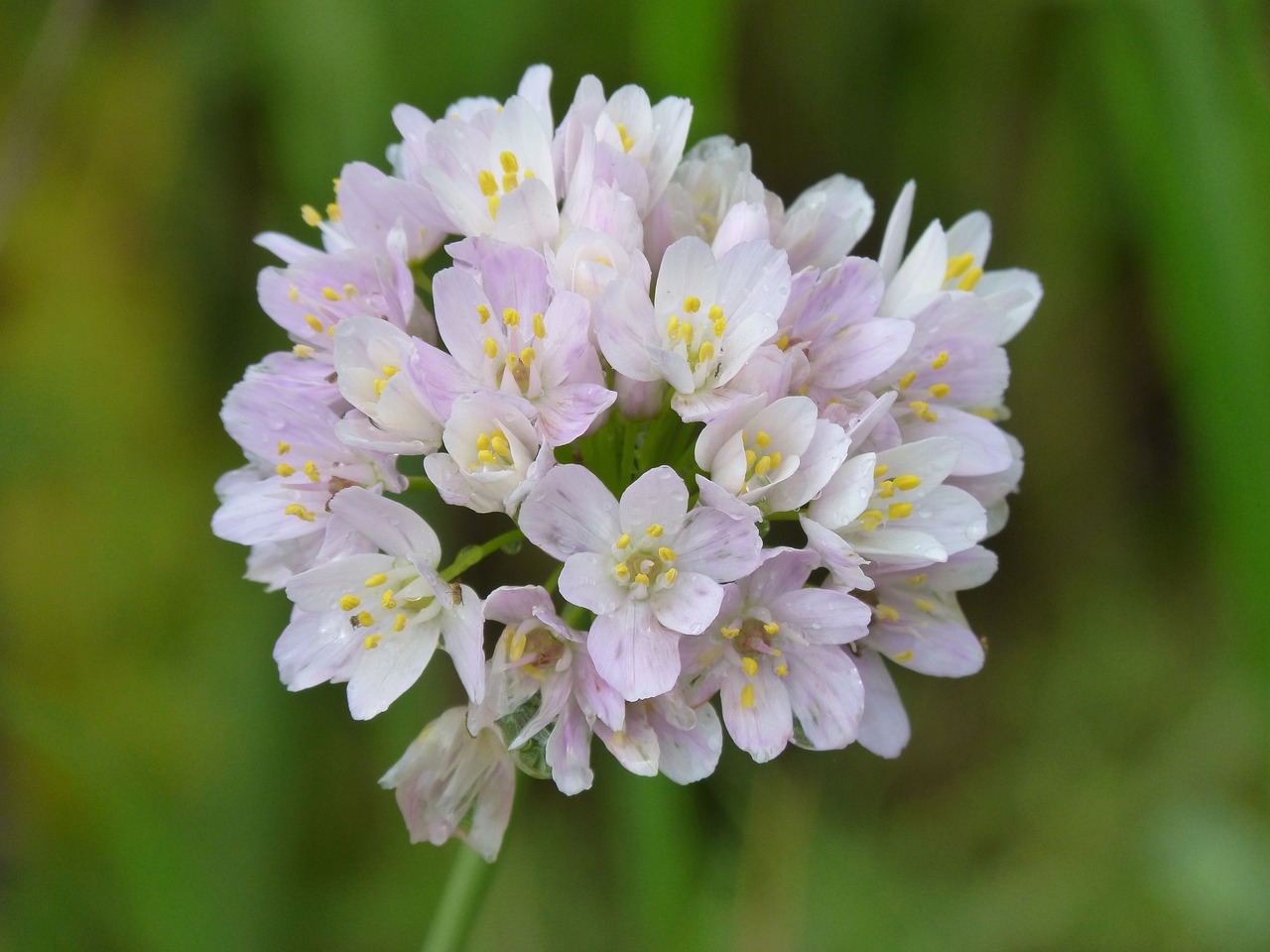 garlic flower garlic flower free photo